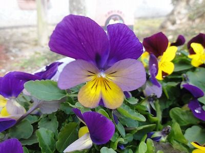 花散歩 アンスリウムの花とパンジー