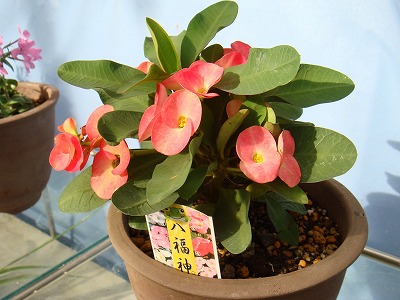 花散歩 09年01月01日