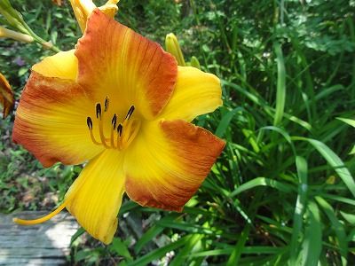 花散歩 オイランソウ 花魁草