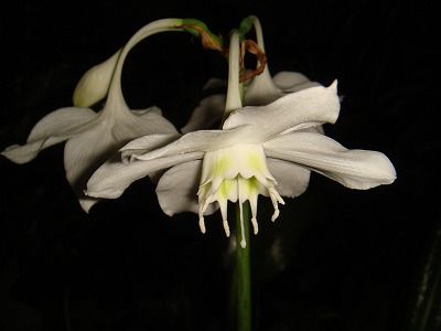 花散歩 アマゾン リリーの花 ドウダンツツジの実