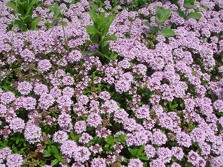 花散歩 ハーブ タイムの種類もたくさんある 花散歩 ハーブ タイムの種類もたくさんある