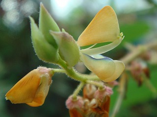 花散歩 優しい色のマメ科の花