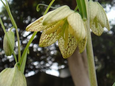 花散歩 我が家のバイモ 貝母 と西洋バイモ 貝母
