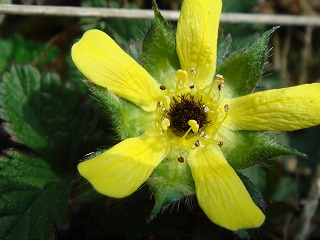 花散歩 ヘビイチゴ 蛇苺 の花