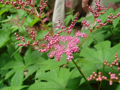 花散歩 キョウガノコとシモツケソウ 花散歩 キョウガノコとシモツケソウ