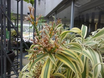 DSC06036