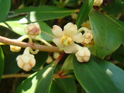 花散歩 モッコク 木斛 の花