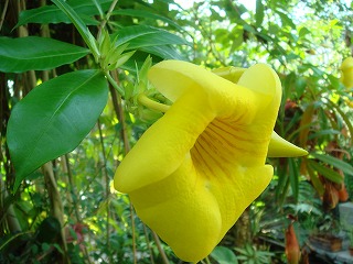 花散歩 オオバナアリアケカズラ