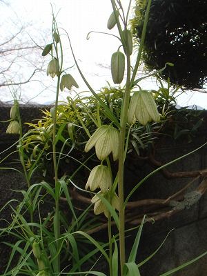 花散歩 我が家のバイモ 貝母 と西洋バイモ 貝母