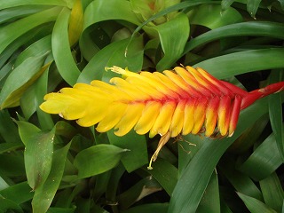 花散歩 インコアナナスの花 花散歩 インコアナナスの花