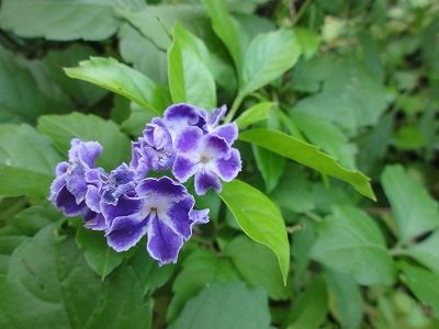 花散歩 紫色のもの 花散歩 紫色のもの