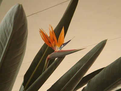 花散歩 ゴクラクチョウカ 極楽鳥花