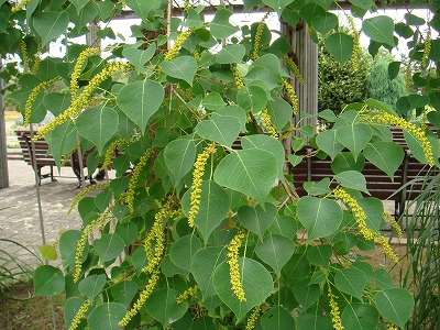 花散歩 ナンキンハゼの花 花散歩 ナンキンハゼの花