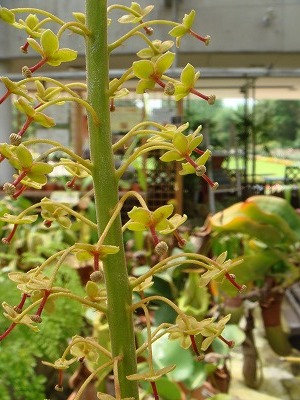 花散歩 ウツボカズラの花 花散歩 ウツボカズラの花