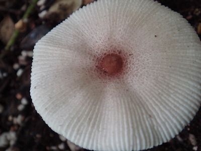 花散歩 アサガオ鉢の白いキノコ 花散歩 アサガオ鉢の白いキノコ