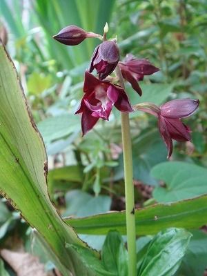 花散歩 我が家のエビネとフクロナデシコ シレネ