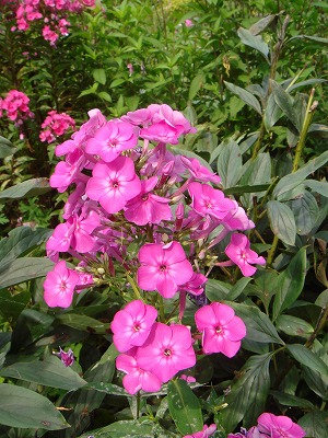 花散歩 オイランソウ 花魁草