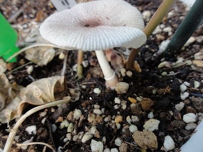 花散歩 アサガオ鉢の白いキノコ