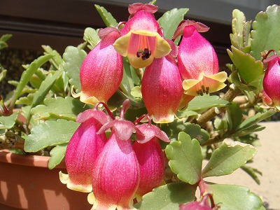 花散歩 カランコエ 二種類