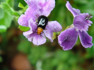 花散歩 花を食べる虫 名前は 花散歩 花を食べる虫 名前は