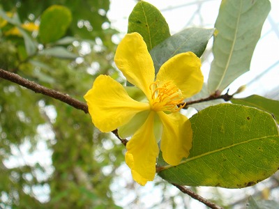 花散歩 ミッキーマウス プランツ オクナ セルラタ の花