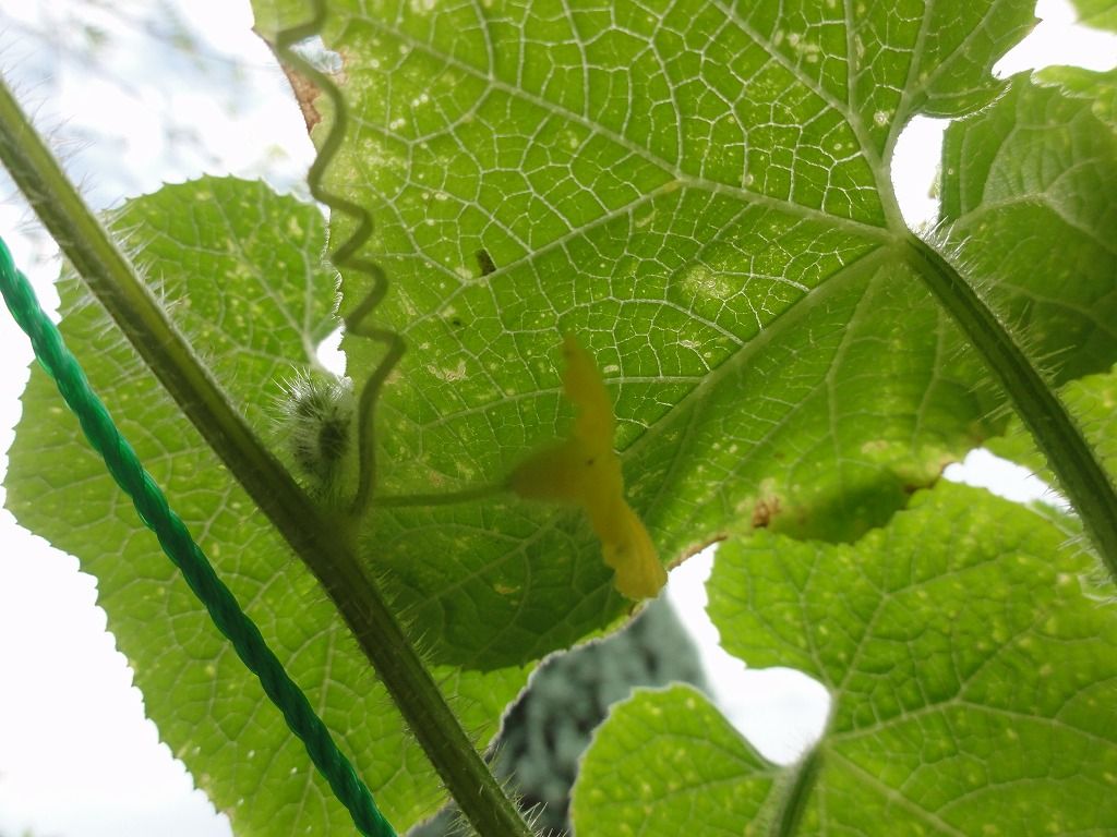 花散歩 キワーノ ってご存知