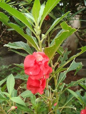 DSC00031