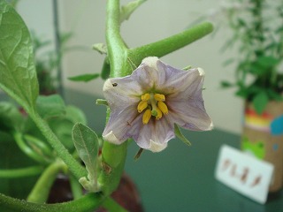 花散歩 シロナス 白茄子 を見た 花散歩 シロナス 白茄子 を見た