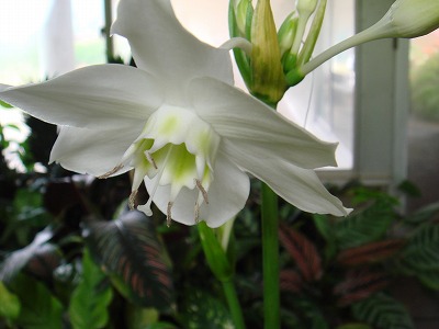 花散歩 アマゾン リリー 花散歩 アマゾン リリー