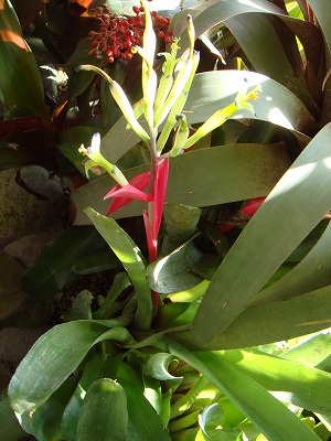 花散歩 これも アナナスの仲間