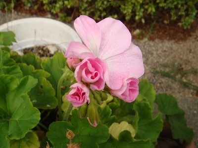 DSC00105