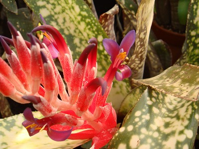 花散歩 アナナスの仲間