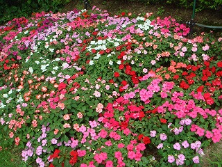 花散歩 色とりどりのインパチェンスの花壇