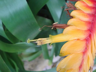 花散歩 インコアナナスの花 花散歩 インコアナナスの花