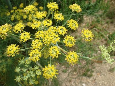 花散歩 ウイキョウ 茴香 と ど根性サフィニア