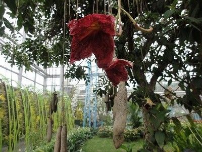 花散歩 ソーセージノキの花