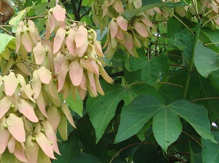 花散歩 アオギリの実 花散歩 アオギリの実