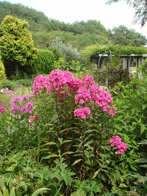 花散歩 オイランソウ 花魁草