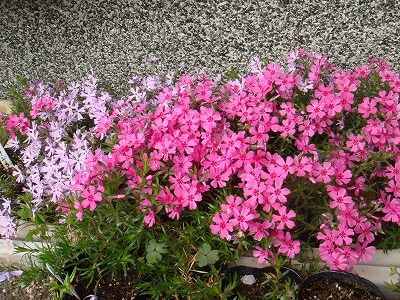 花散歩 今日の芝桜は 桜門 花散歩 今日の芝桜は 桜門