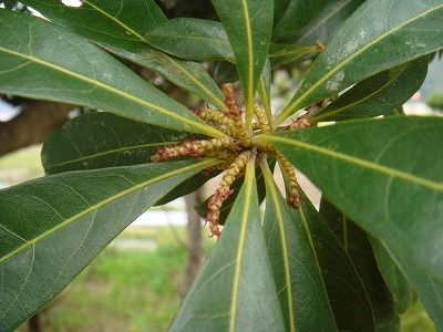 花散歩 ヤマモモの雌花と雄花 花散歩 ヤマモモの雌花と雄花