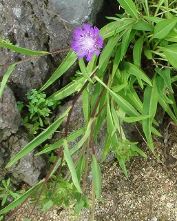 花散歩 ルリギク 瑠璃菊 の花