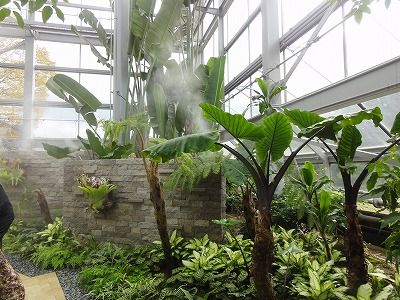 花散歩 里芋の葉とよく似たクワズイモ