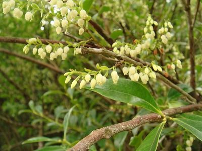 花散歩 シャシャンボなんて 面白い名前