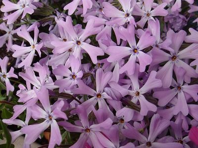 花散歩 今日の芝桜は 桜門
