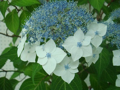 花散歩 紫陽花の季節 伊予がすりというヤマアジサイ