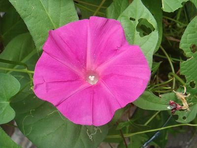 花散歩 ヘチマ 糸瓜 の花 ハツユキソウ 葉鶏頭