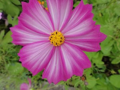 花散歩 風に揺れるコスモスいろいろ