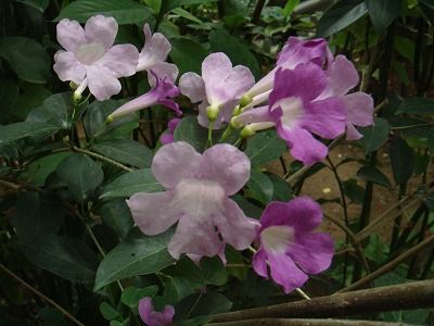 花散歩 ニンニクカズラの花とスタンホペア