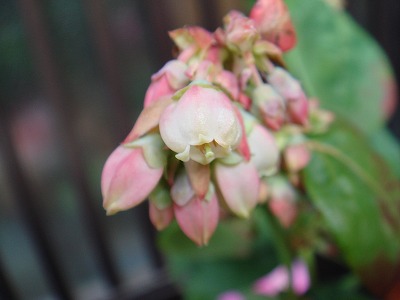 花散歩 ブルーベリーの花 かわいい釣鐘型