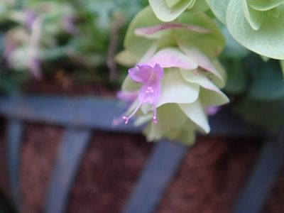 花散歩 オレガノケントビューティーのかわいい花 花散歩 オレガノケントビューティーのかわいい花